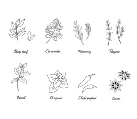 Vector set of popular spices isolated on white. Chili pepper, oregano, cinnamon, anise, basil in outline style.