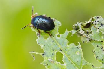 Macro close-up of Alder Flea Beetle (Agelastica alni) eating and destroying a plant