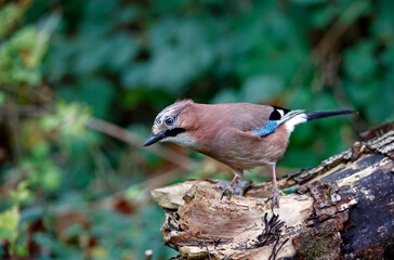 Eurasian jay searching for food in the woods