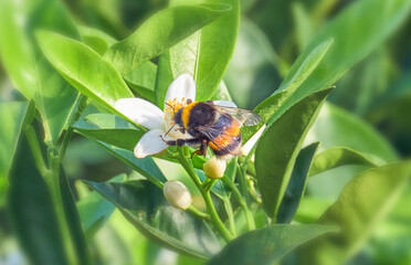 Hummel auf einer Orangenblüte