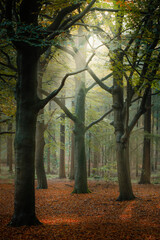 Beautiful magic light in an autumn forest, Dutch landscape, Kaapse Bossen