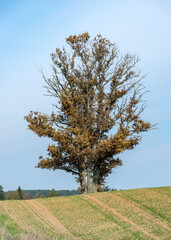 landscape in the middle of an oak-treated field, blue sky background