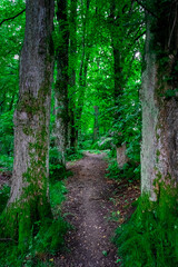 Hiking Wiesenfelden and around the Büscherl in the Bavarian Forest