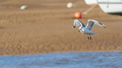 A seagull flying over the sea carrying food