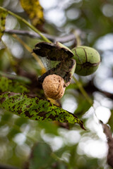 walnuts on a tree. Green walnut on the tree. The peel of the walnut cracked. Autumn harvest of nuts. Walnuts unfold on a tree. Walnut falls from a tree.