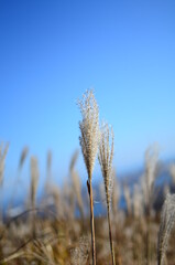 grass and sky