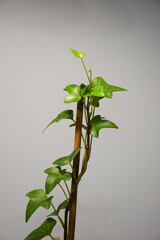 houseplant ivy new leaves,