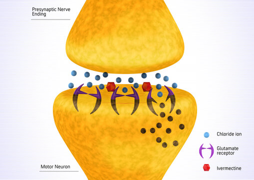 Parasitic nerve synapse inhibited by ivermectin. Ivermectin induces hyperpolarization of the neuron and death of the parasite. Medical 3D rendering illustration