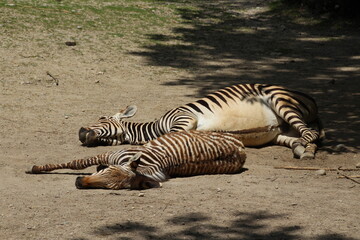 Fototapeta na wymiar Schlafende Zebras im Zoo