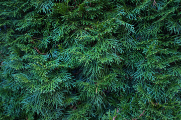Green fir branch. Close up macro photo