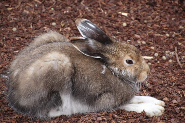 Hase im Zoo