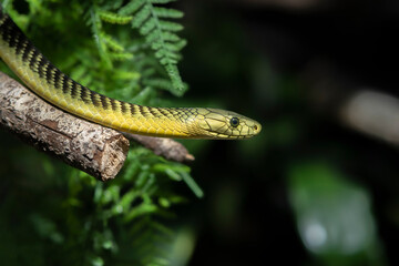 green mamba side view