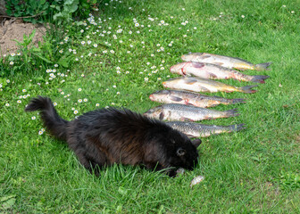 a black cat eating fresh fish, fishing concept