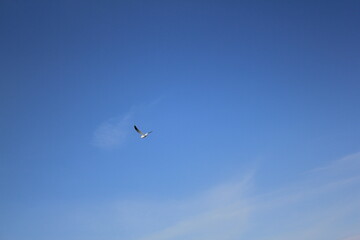 Seagull in the sky