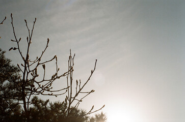 tree and sky