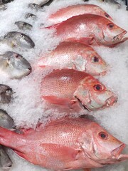 selective focus on sea fish(Abalistes stellaris) in the market with ice.