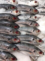 selective focus on sea fish(Sardina pilchardus) in the market with ice.