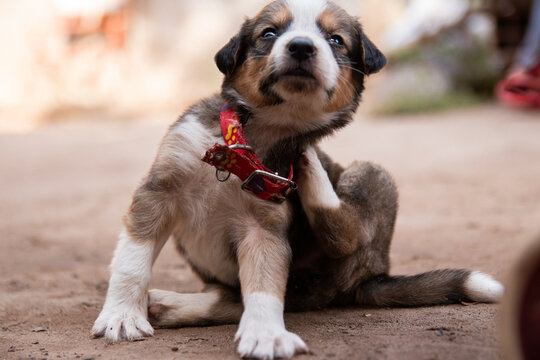 Cute puppy itching itself while sitting on the ground