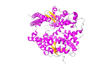 Structure of human angiotensin converting enzyme 2 (ACE2). 3D cartoon model, secondary structure color scheme, PDB 1r42, white background