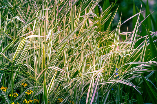 Reportage Nature