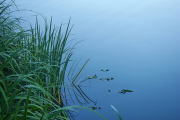 水辺のハグロトンボ08