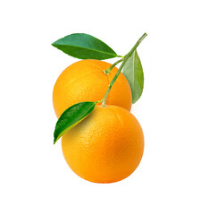 Orange fruit on tree branch isolated on white background	