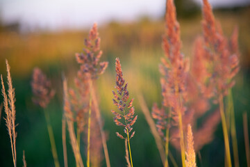 Ears of field grass in a summer field close-up. The golden hour. The concept of nature and summer. - 464829759
