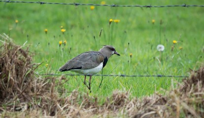 Alcaraván-Venellus chilensis