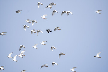 Stado białych gołębi latające po niebieskim niebie. gołębie, ptaki. 