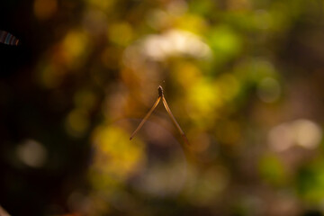 Magic in a living environment
