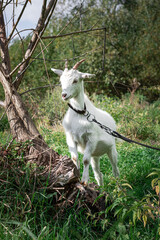 Fototapeta premium white goat on a meadow. white goat stands on a tree. a goat grazes in a meadow. goat on a leash. goat on a leash. a little goat grazes on a green meadow
