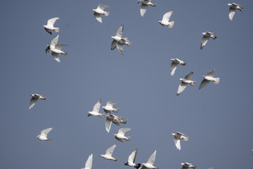 Fototapeta premium Stado białych gołębi latające po niebieskim niebie. gołębie, ptaki. 
