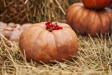 ripe pumpkin with rowan in the hay