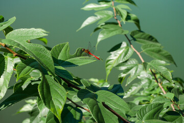 葉っぱに止まった赤トンボ01