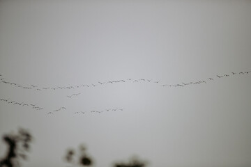 Piękne ptaki klucz żurawi © Tymoteusz