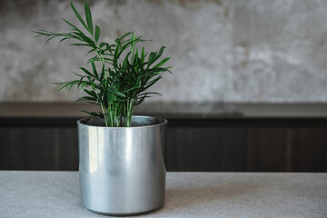 Areca palm, Dypsis lutescens on a gray countertop in modern home kitchen.