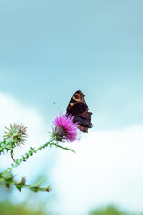 butterfly on a flower. A butterfly sits on a thistle flower. butterfly on a thistle flower. butterfly on thistle flower on sky background.