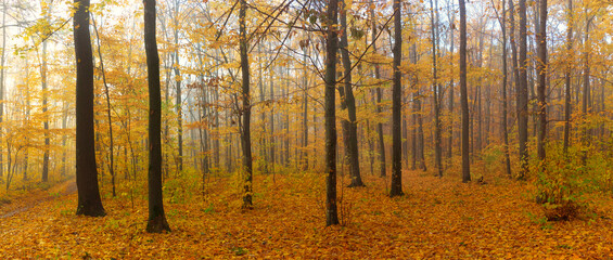 Autumn landscape in the forest with colorful yellow and orange leaves on the ground and tree branches.