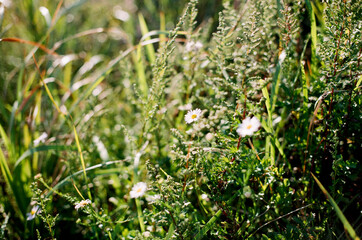 plants and tree in the forest