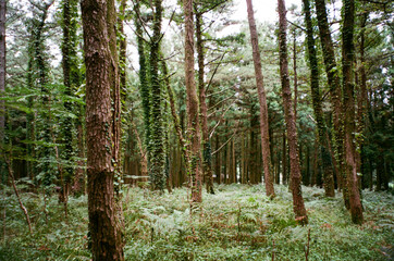 Obraz premium plants and tree in the forest