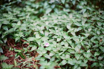 plants and tree in the forest
