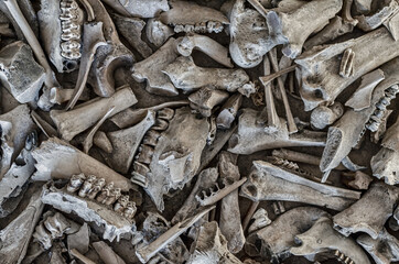 Background of the different animal bones.
