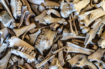 Background of the different animal bones.