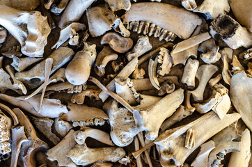 Background of the different animal bones.