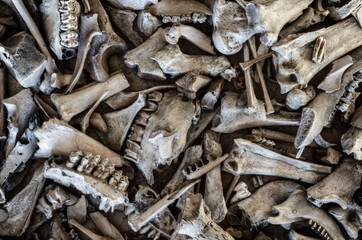 Background of the different animal bones.