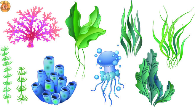 Set of vector illustrations of algae and marine life. Stems and leaves, jellyfish and corals