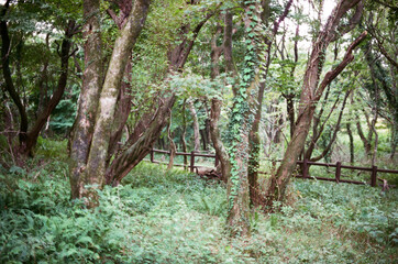 plants and tree in the forest