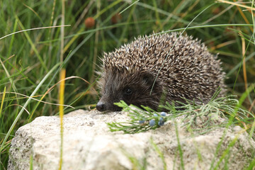 hedgehog in the grass
