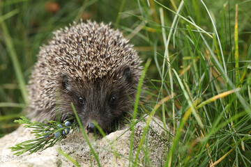 hedgehog in the grass