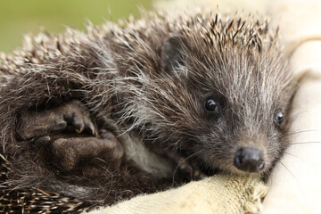 hedgehog on the ground